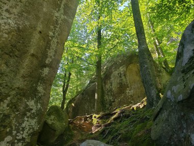 Yazın yeşil bitki örtüsü arasında dağ kayalıkları