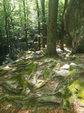 Yazın yeşil bitki örtüsü arasında dağ kayalıkları