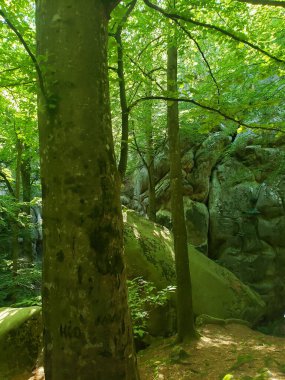 Yazın yeşil bitki örtüsü arasında dağ kayalıkları