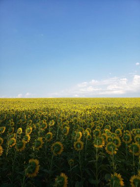 Mavi gökyüzü olan ayçiçeği tarlası