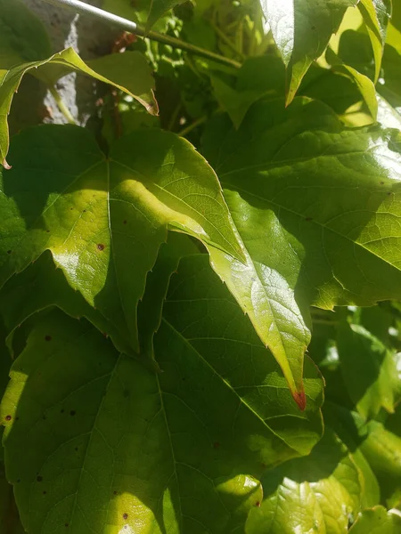 Ağaçtaki yeşil yapraklar