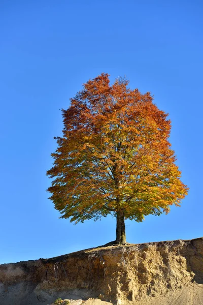 Bello unico albero colorato autunno sul bordo contro il cielo blu chiaro — Foto Stock