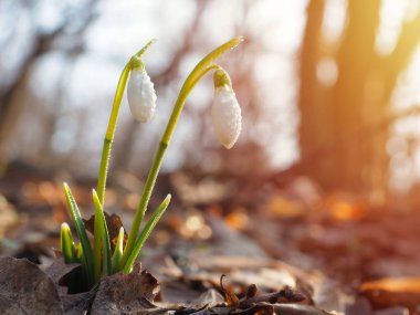 Kar damlası veya yaygın kar damlası (Galanthus nivalis)