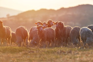 Sıcak mercek parlaması ile gün batımında koyun sürüsü
