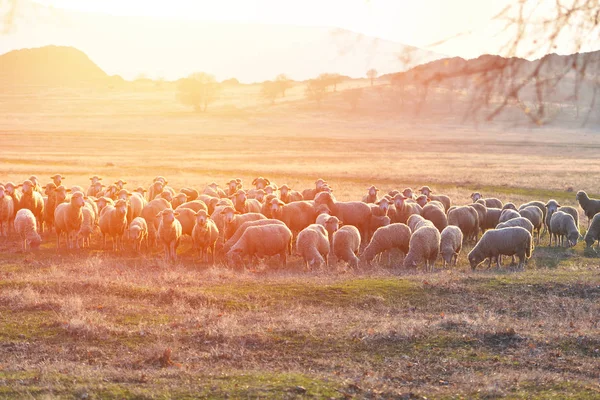 Flock Sheep Sunset Warm Lens Flare — Stock Photo, Image