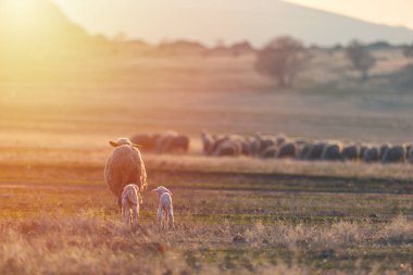 İki yeni doğmuş kuzu ve koyun sıcak gün batımı ışık alanında