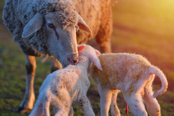 Two newborn lambs and sheep on field in warm sunset light