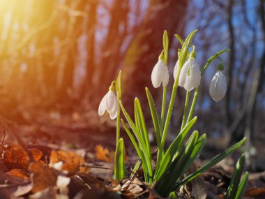 Kar damlası veya yaygın kar damlası (Galanthus nivalis)