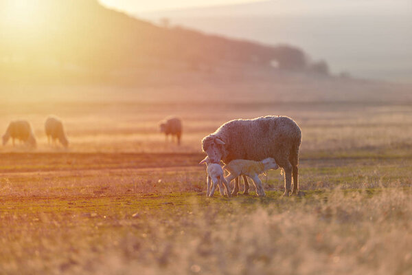 Two newborn lambs and sheep on field in warm sunset light