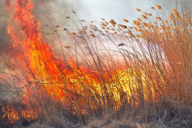 Sırasında sahasındaki büyük alevler ateş. Kaza sonucu felaket