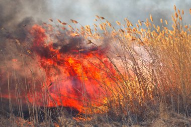 Sırasında sahasındaki büyük alevler ateş. Kaza sonucu felaket