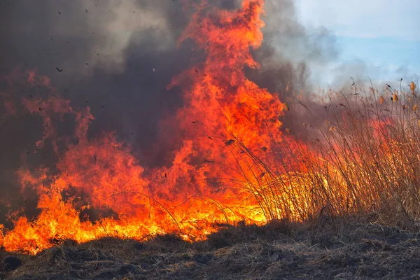 Stora lågor på fältet under brand. Oavsiktlig katastrof — Stockfoto