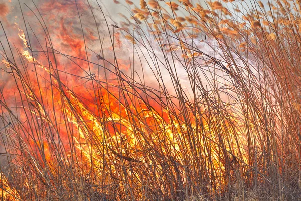 Große Flammen auf einem Feld während des Feuers. Unfallkatastrophe — Stockfoto