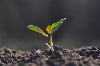 Güneş ışığı ile bahçede büyüyen genç bitki. Dünya gün kavramı
