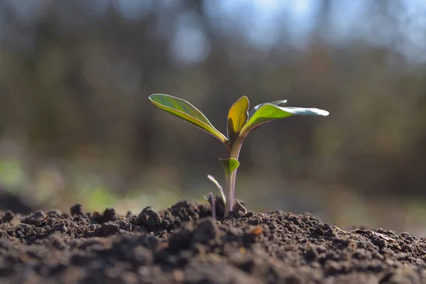 Planta joven creciendo en jardín con luz solar. Concepto del día Tierra —  Fotos de Stock