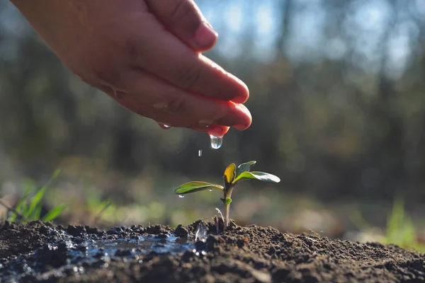 Jóvenes agricultores regando una planta joven que crece en el jardín con luz solar. Concepto del día Tierra —  Fotos de Stock