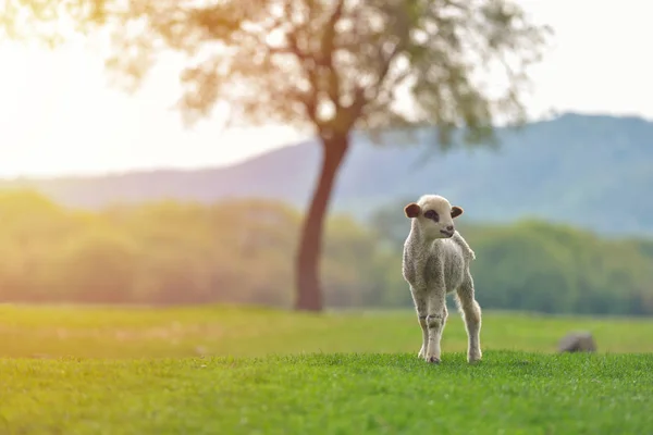 Aranyos kis bárány, a friss tavaszi zöld rét alatt napkelte — Stock Fotó