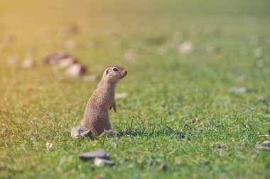 Avrupa zemin sincap ayakta çim. (Spermophilus citellus) Doğadan yaban hayatı sahne. Çayır üzerinde zemin sincap