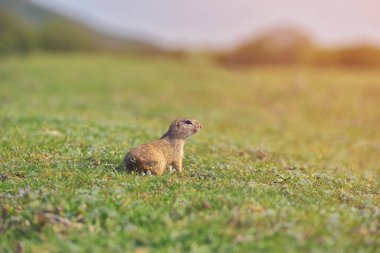 Avrupa zemin sincap ayakta çim. (Spermophilus citellus) Doğadan yaban hayatı sahne. Çayır üzerinde zemin sincap