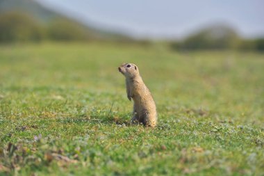Avrupa zemin sincap ayakta çim. (Spermophilus citellus) Doğadan yaban hayatı sahne. Çayır üzerinde zemin sincap