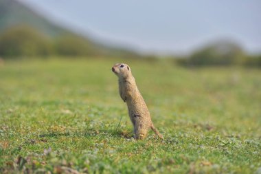 Avrupa zemin sincap ayakta çim. (Spermophilus citellus) Doğadan yaban hayatı sahne. Çayır üzerinde zemin sincap