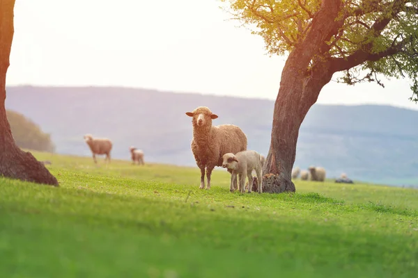 Cute little lamb on fresh spring green meadow during sunrise