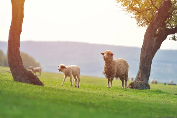 stock image Cute little lamb on fresh spring green meadow during sunrise