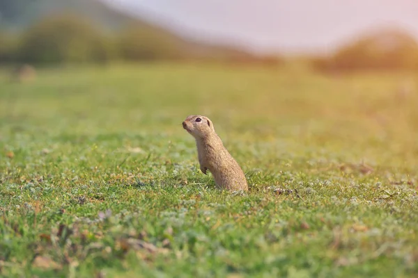 Esquilo de terra europeu em pé na grama. (Spermophilus citellus) Cena de vida selvagem da natureza. Esquilo terrestre no prado — Fotografia de Stock