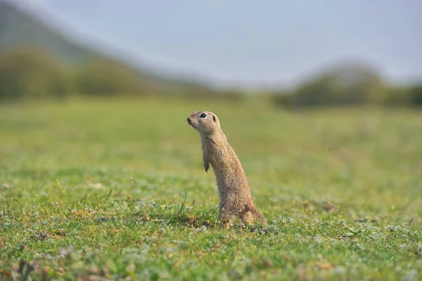 Avrupa zemin sincap ayakta çim. (Spermophilus citellus) Doğadan yaban hayatı sahne. Çayır üzerinde zemin sincap — Stok fotoğraf