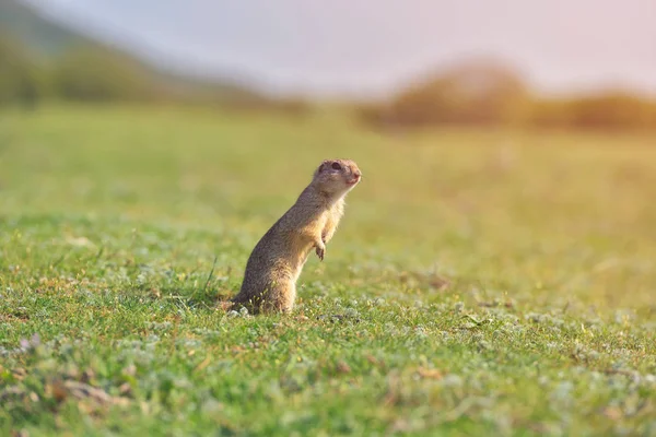 Λαγόγυρος στέκεται στο γρασίδι. (Spermophilus citellus) Σκηνή άγριας φύσης από τη φύση. Σκίουρος έδαφος στο Λιβάδι — Φωτογραφία Αρχείου