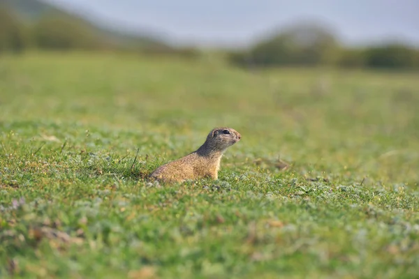 ヨーロッパハタリス立っている草の中。(Spermophilus citellus)自然から野生動物のシーン。草原の地上リス — ストック写真