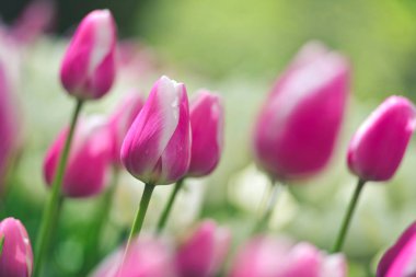 Renkli lale tarlası, arka planda bulanık çiçekli yeşil yapraklı yaz çiçeği.