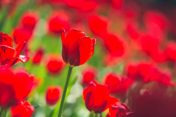 Colorful tulip field, summer flowerwith green leaf with blurred flower as background — Stock Photo, Image