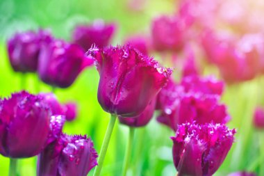 Renkli lale tarlası, arka planda bulanık çiçekli yeşil yapraklı yaz çiçeği.