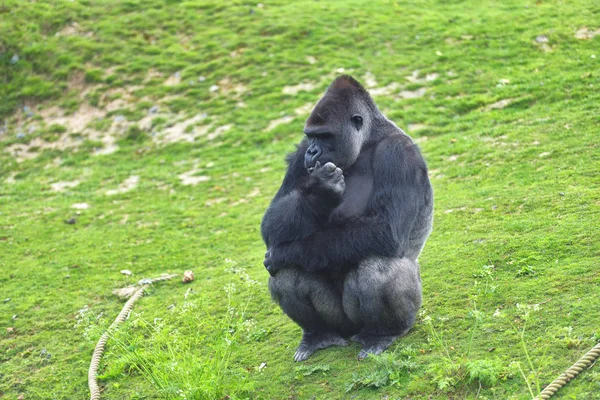 Adult gorilla in green grass — Stock Photo, Image