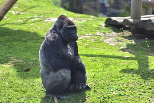 Adult gorilla in green grass — Stock Photo, Image