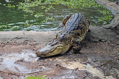Büyük timsah sudan çıkar.