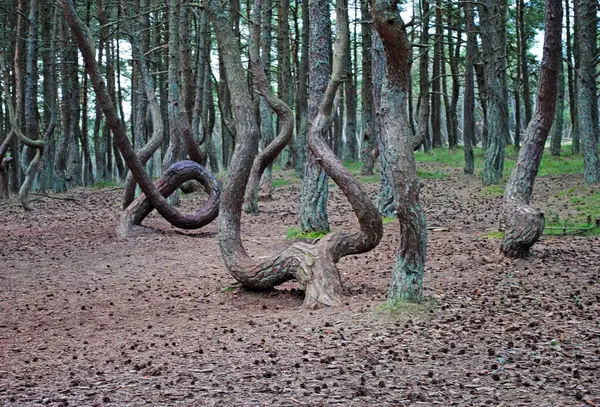 Taniec Lasu Curonian Spit — Zdjęcie stockowe