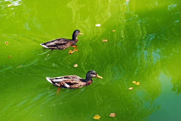 Yeşil suda iki ördek