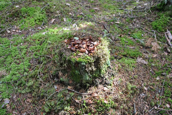 Stary Pniak Lesie — Zdjęcie stockowe