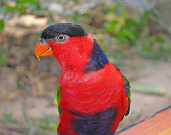 Kırmızı papağan kameraya bakıyor.