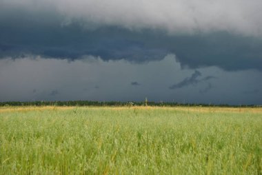 Çimlerin üzerinde gök gürültülü bulutlar