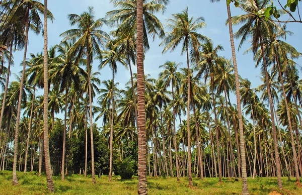 Tropik adada palmiye ağaçları