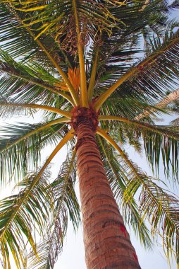 Aşağıdan bir palmiye ağacı görünümü