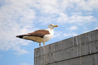 Tahta çitin üzerindeki martı