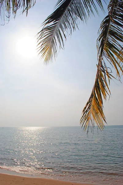 Palm Tree Leaves Sunny Beach — Stock Photo, Image