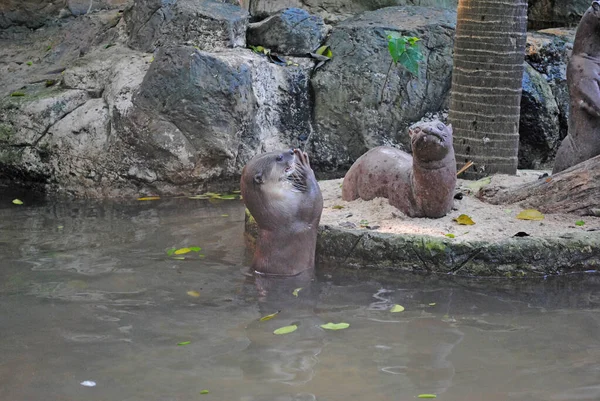Bangkok hayvanat bahçesinde su samuru