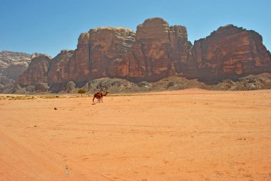Wadi Rum çölünde kum, kaya ve deve.