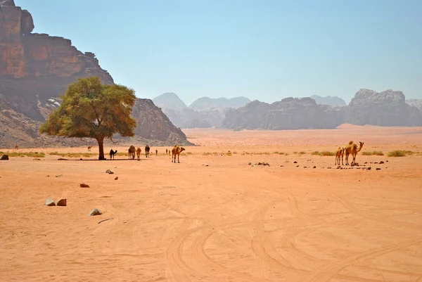 Wadi Rum çölünde ağaç ve develer, Ürdün