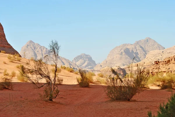 Χορτοφαγία Άμμος Και Βράχοι Της Ερήμου Wadi Rum — Φωτογραφία Αρχείου